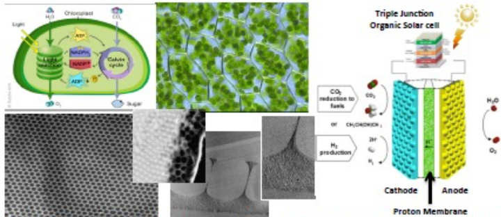 Chloroplasts and hierarchically structured Honeycomb films for bio-inspired electrochemical electrodes.
